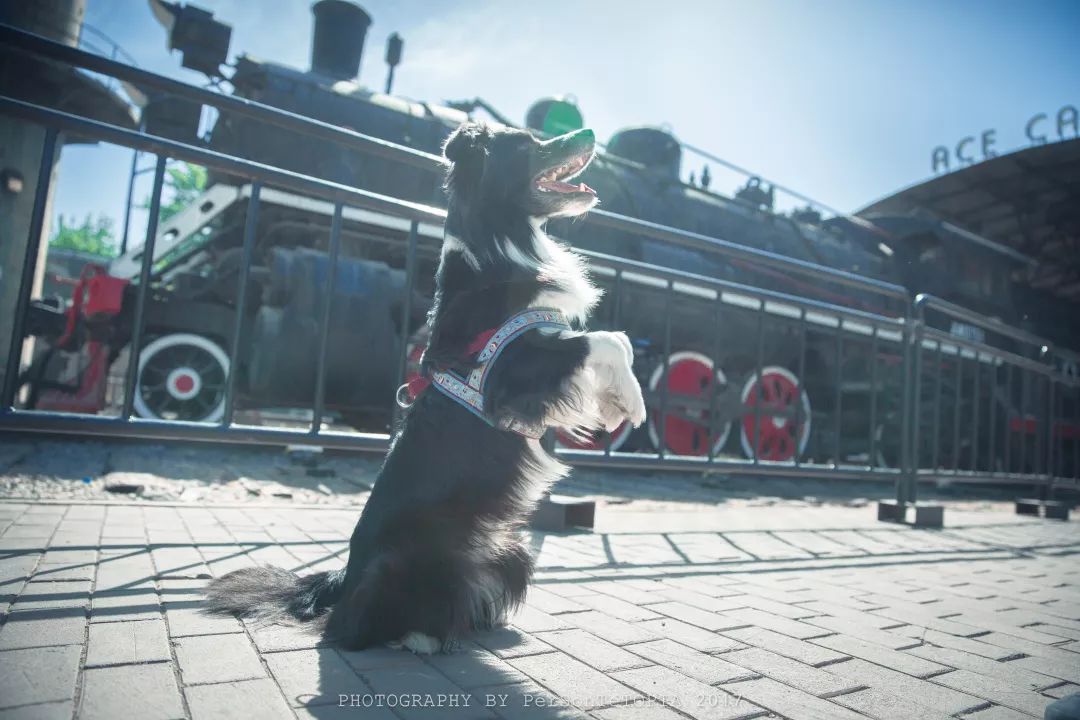 十字韧带正确使用方法,前交叉韧带健身房康复动作