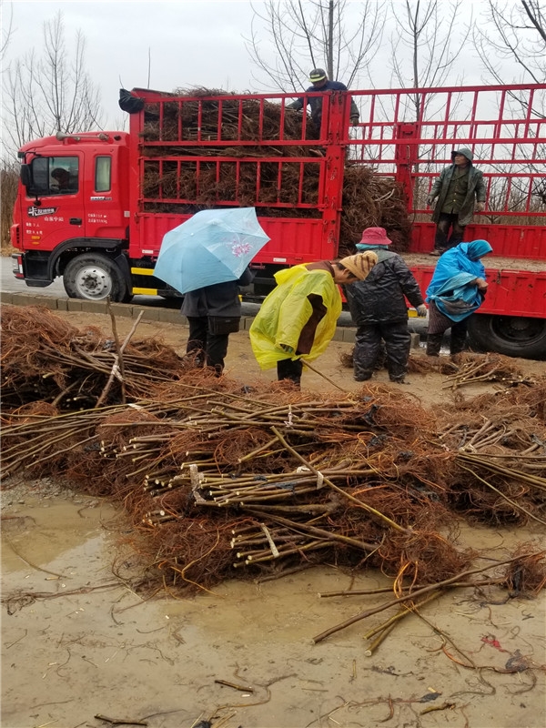 波姬红无花果树苗怎么辨别,无花果树苗波姬红怎么养