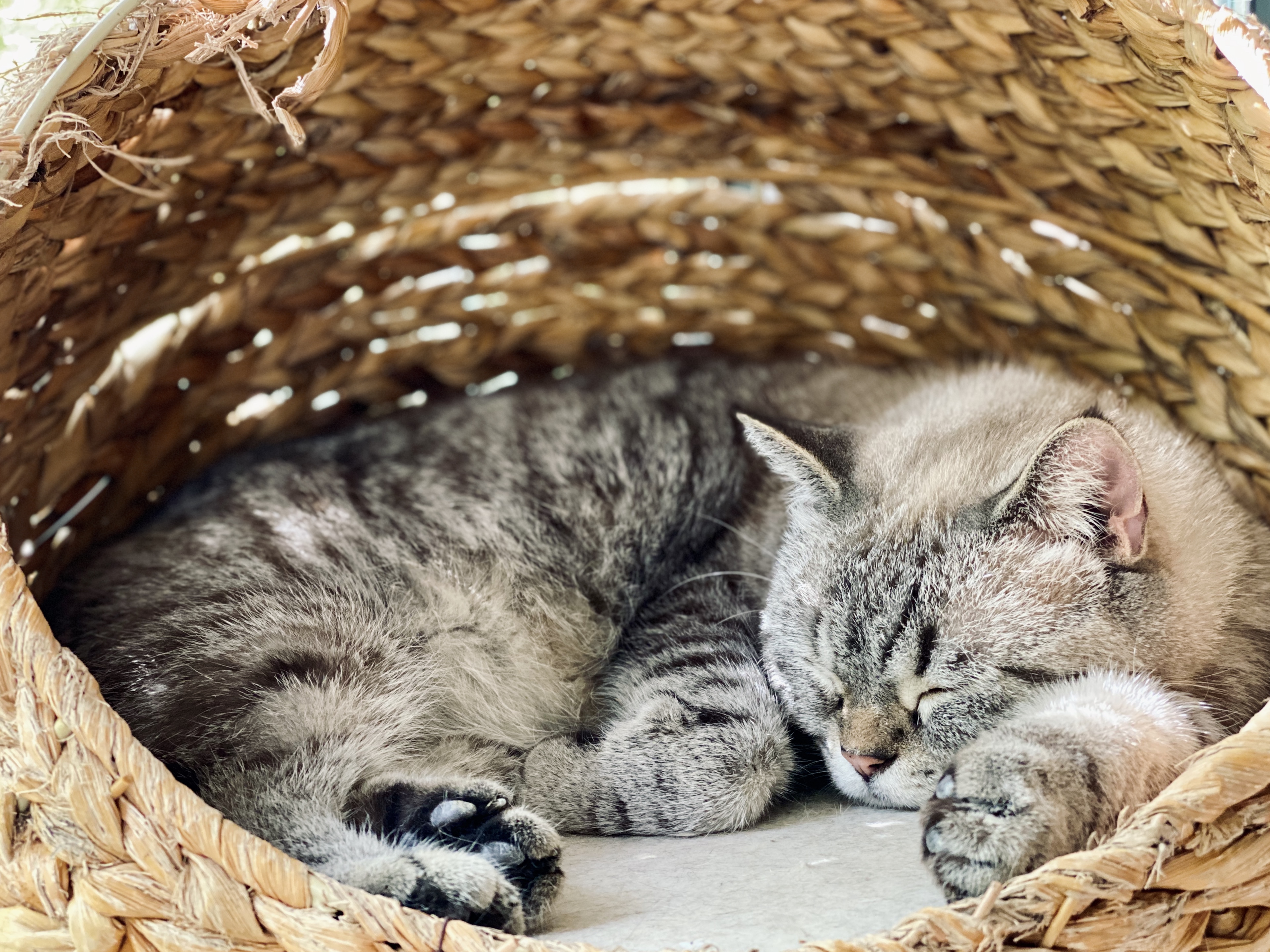 撸动物的网红店顺德,撸小动物的网红店北京世纪金源