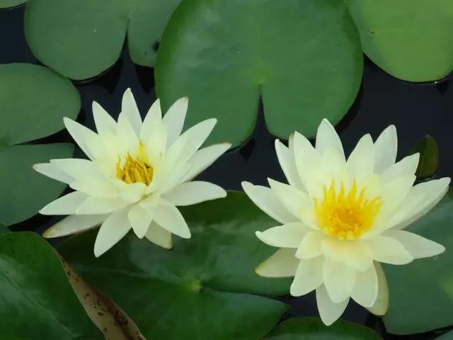 自己养的花不开花怎么回事,为什么我养的花不开花