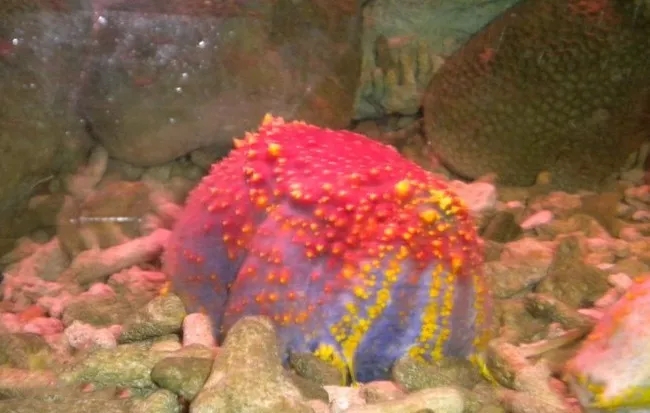 海苹果可以养吗,海苹果可以和谁一起养