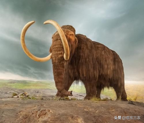 俄罗斯“挖牙客”，一年工作2个月能赚千万元，究竟是什么行业？