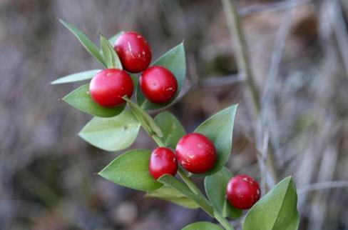 长着叶的模样,干着叶的活,为什么不给它叶的名分
