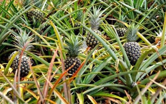 南国四大果品有哪几种,南国四大果菠萝