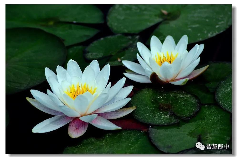 失眠的心理疗法和认知疗法,失眠的心理社会因素