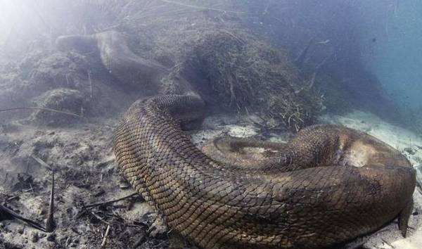 亚马逊丛林有哪些特点,亚马逊雨林有多恐怖颠覆你的三观
