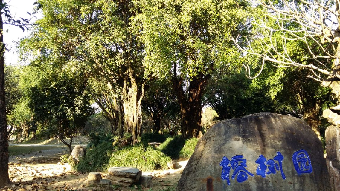 他发明了树木打点滴，到云南不要错过他的珍奇园