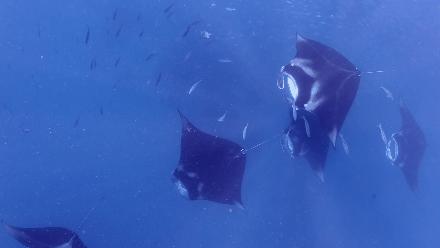 帕劳岛自由行潜水,帕劳水母湖自由潜视频