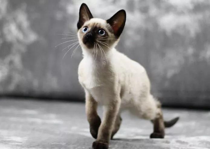 暹罗猫挖煤工怎么念,挖煤猫和暹罗猫怎么区别