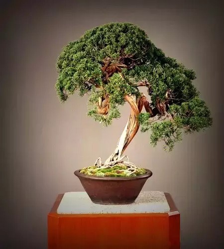 附石悬崖式罗汉松盆景图片,附石罗汉松造型图片