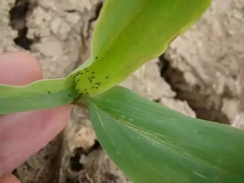 蓟马飞入口中怎么办,蓟马进眼睛了怎么办