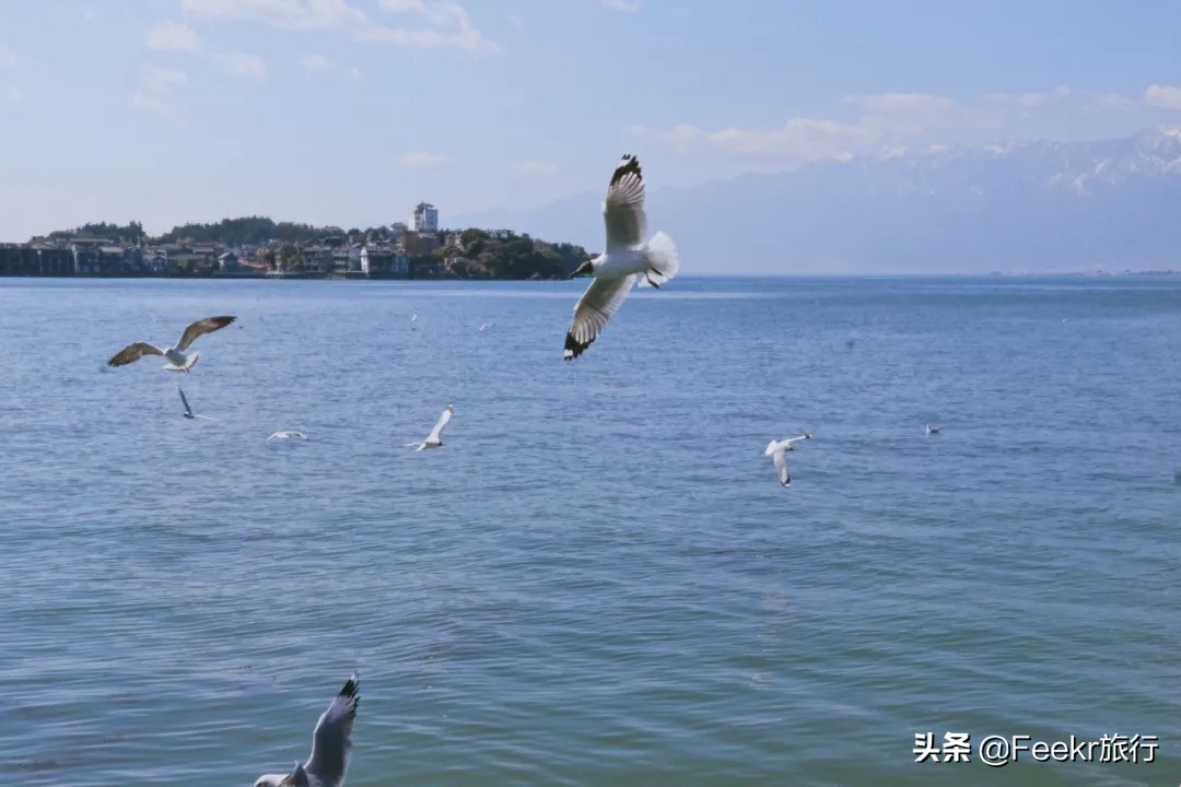 挖到了云南人都点赞的“美食线路”！菌子当道，夏季去度假正好