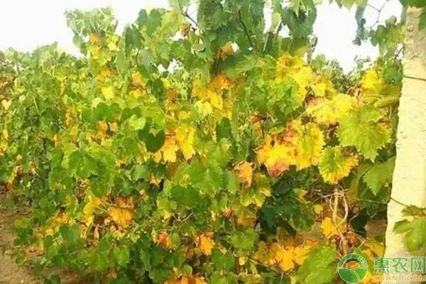 葡萄叶子发红干枯病害图谱,葡萄叶子发黄是什么病