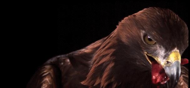 金雕捕食世界第一大鹰,金雕打得过老虎