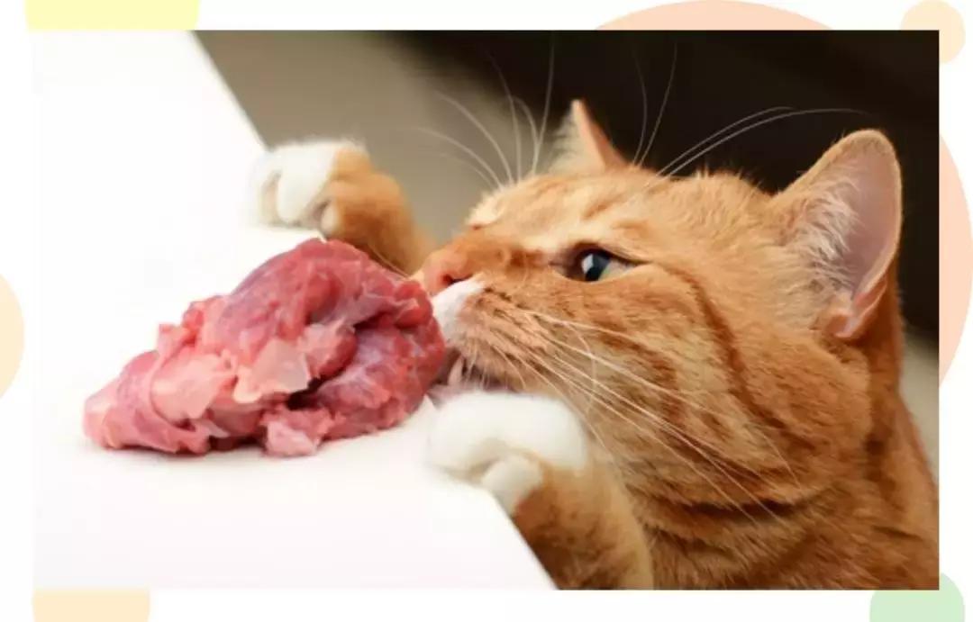 猫咪口臭去除神器,猫咪口炎