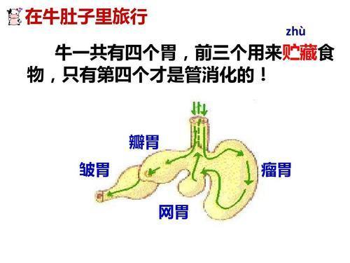 三年级第10课在牛肚子里旅行课文,三上语文在牛肚子里旅行知识点