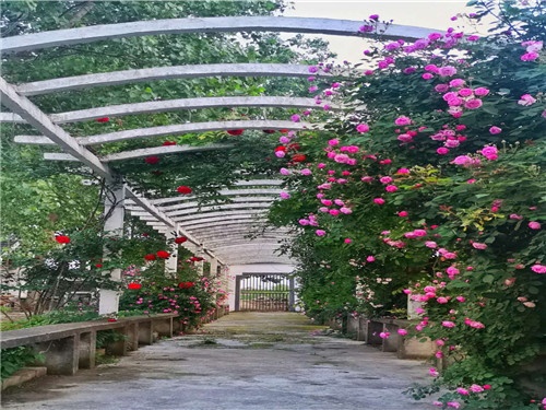 多肉哥农庄日记第21篇：培训结束，收获满满。