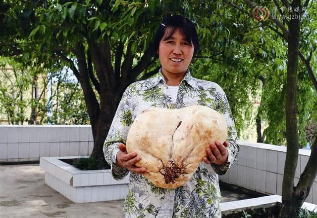 马勃，见过吗？内用于肺热咳嗽、咽喉肿痛，外用于止血，诸疮