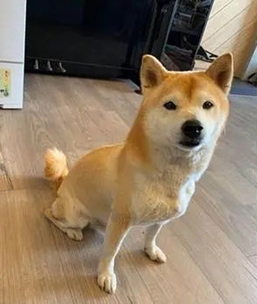 狗出门在外的大小便神器,院子里自制狗狗大小便神器