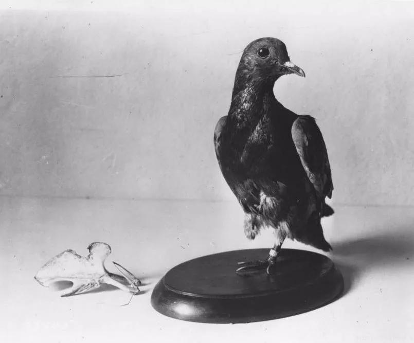 世界大战中的信鸽传奇：以吾一“鸽”之力挽救无数生命