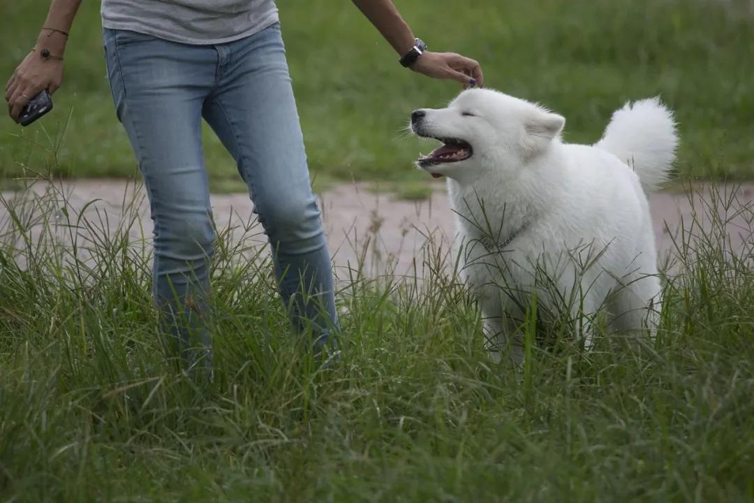 三个人逗一只狗,一只狗开心的日常