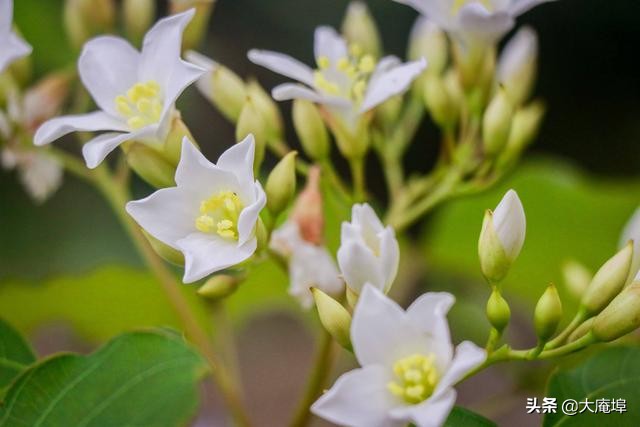 潮汕赏花一日游最佳去处,潮汕五一小众旅游推荐