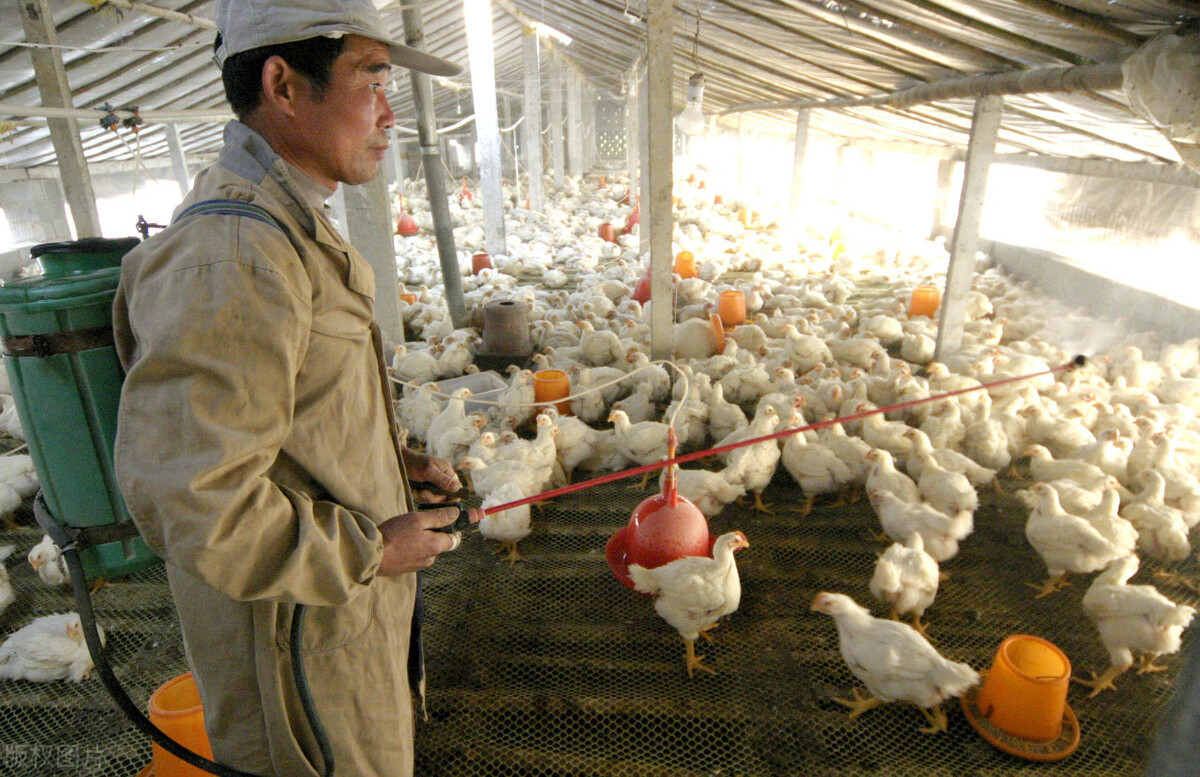 滑液囊支原体还能治好吗,一招解决滑液囊支原体