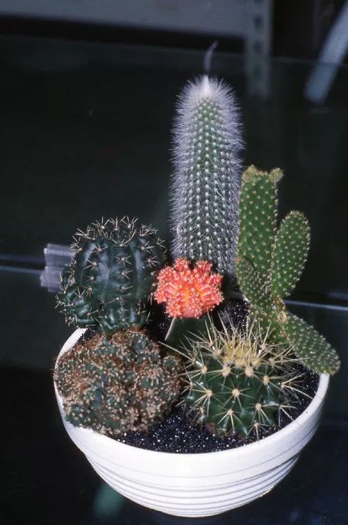 仙人掌类植物的家庭养护,仙人掌类型的植物哪种最好养