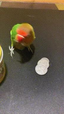 搞笑gif趣图这只狗狗是不是开挂了,搞笑gif趣图乌龟泼猴你别推我