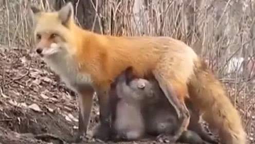 易经中的狐狸——美女神话的兴起