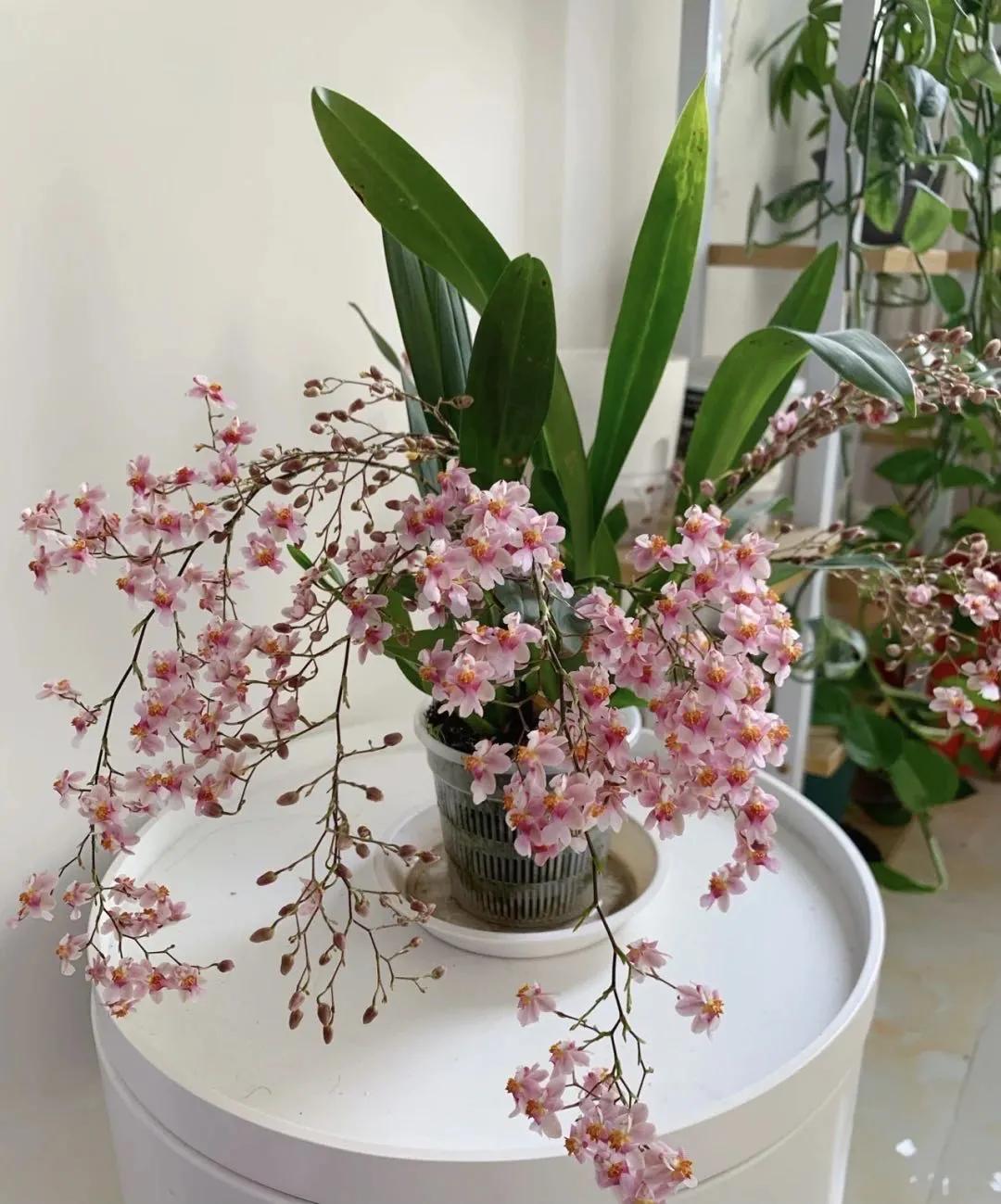 梦香兰的养殖方法,梦香兰花苗