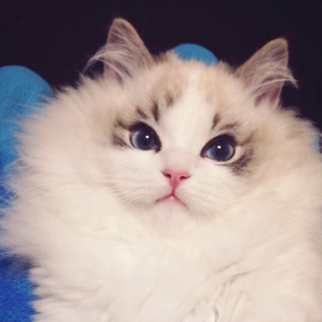 福州宠物店加盟价格是多少,宠物店加盟创业好项目