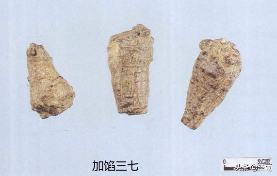 中药材伪品太多，俗有南国神草之称的三七，就有十多种假货