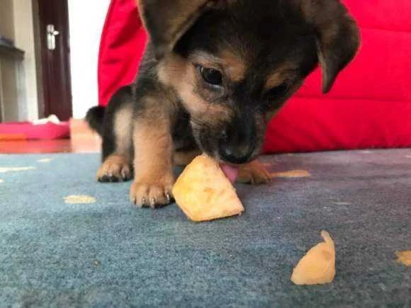 狗狗绝对不能吃的五种水果,三个月狗狗可以吃什么蔬菜跟水果