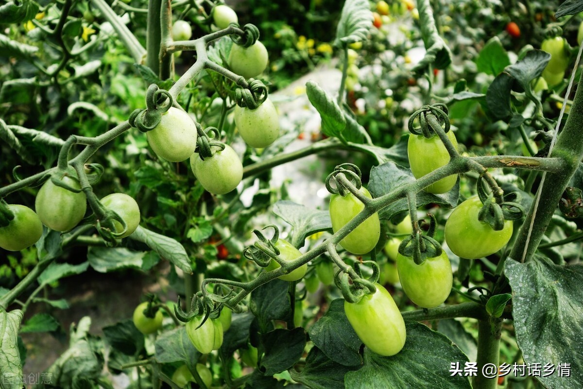 种植蔬菜用什么方法最好,如何科学种植蔬菜的方法