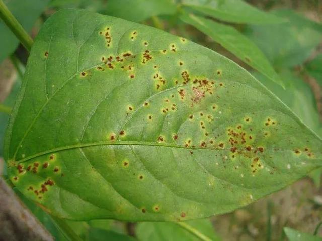 十种常见农药大全,100种常见农药大全