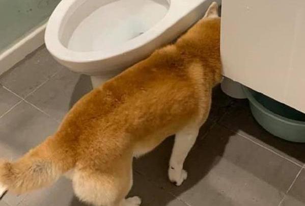 柴犬狗狗真的是通人性的,狗狗柴犬有多可爱呢