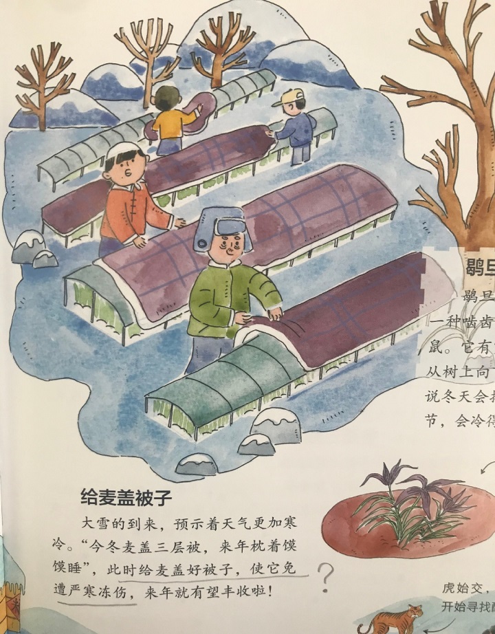 今冬麦盖三层被是真的吗,今冬麦盖三层被