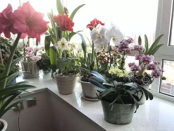 花儿黄叶烂叶怎么办,花儿叶子发黄用什么药