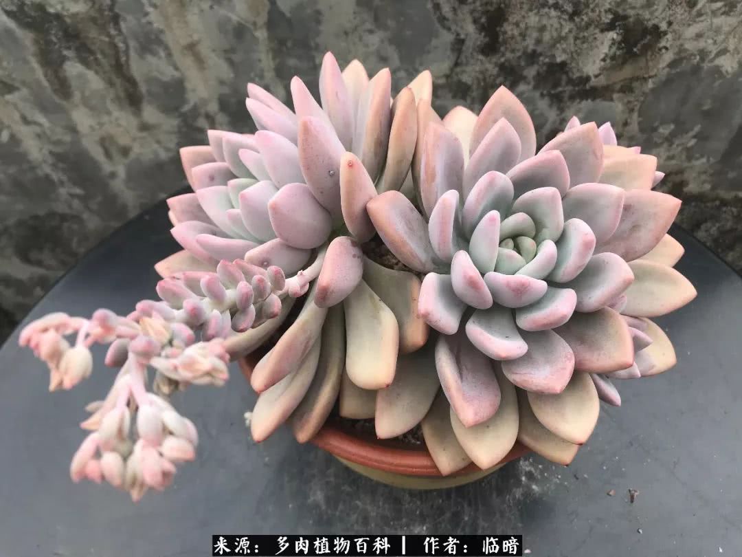 多肉带给我的感情,多肉给人们带什么作用