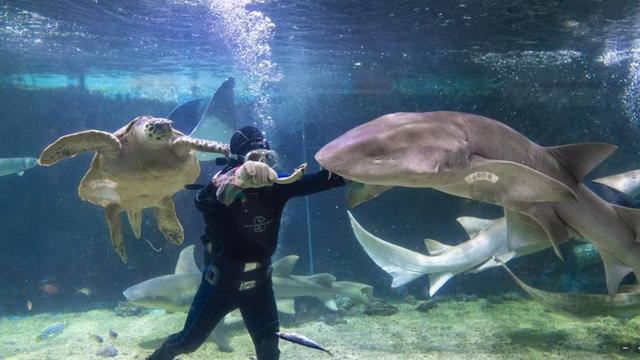 小梅沙海洋世界游玩要买票吗,小梅沙海洋世界套票2021