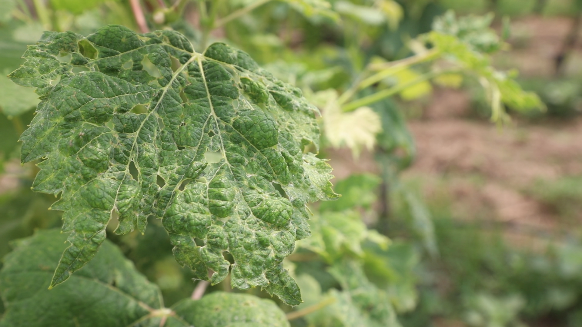 葡萄螨蝽象用什么药,葡萄蓟马绿盲蝽用啥药打