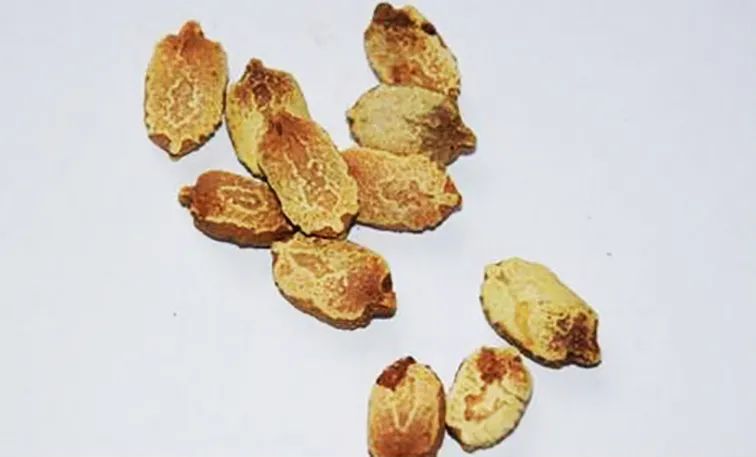 苦瓜开花坐果长不大怎么回事,苦瓜为什么老是开雄花不开雌花