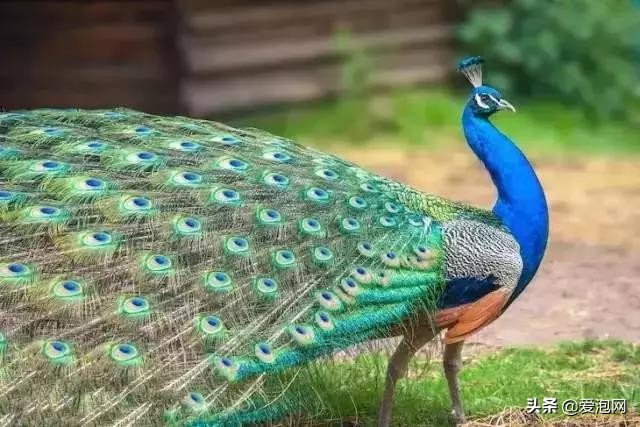 重庆天赐温泉攻略,重庆性价比最好的温泉