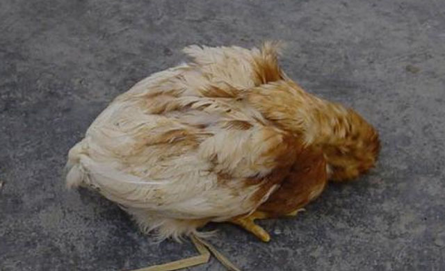 鸡得了禽流感怎么治,鸡瘟怎么治好最快