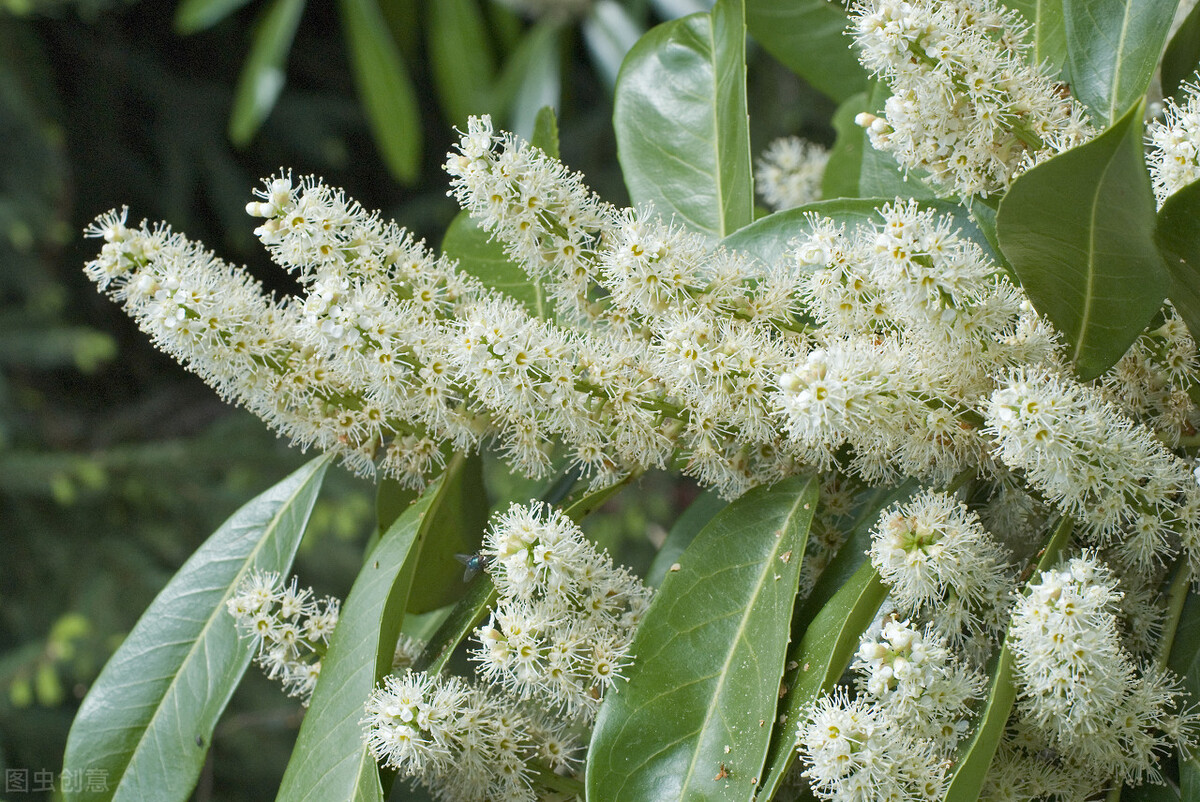 1月至12月生日花的花语,什么花语是祝福生日快乐的花
