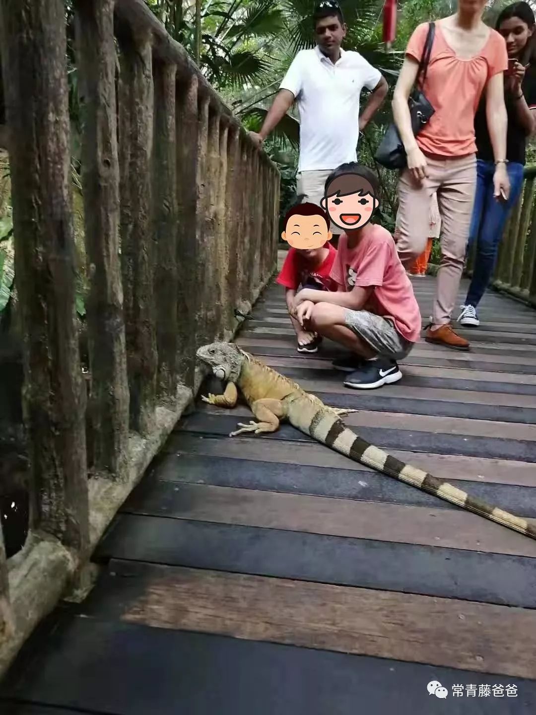 十一新加坡,十一游学新加坡