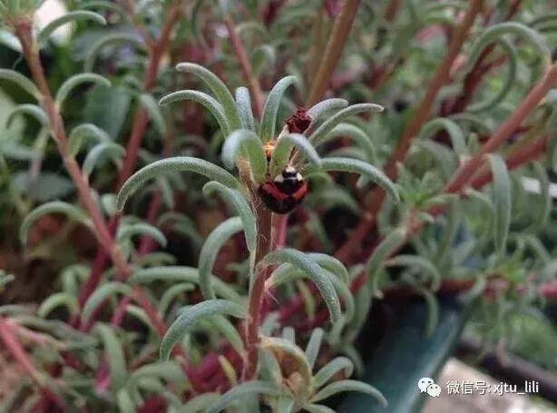 冬眠的瓢虫,小马宝莉瓢虫醒了是哪一集