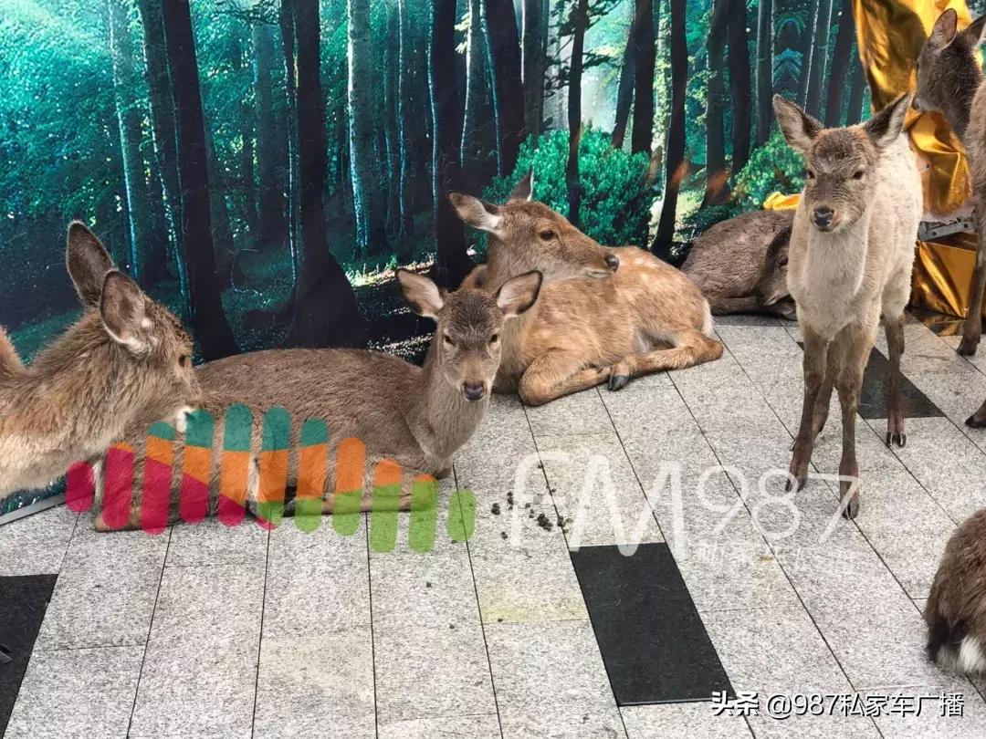 福州梁厝鹿岛公园免费,福建鹿岛公园最新消息