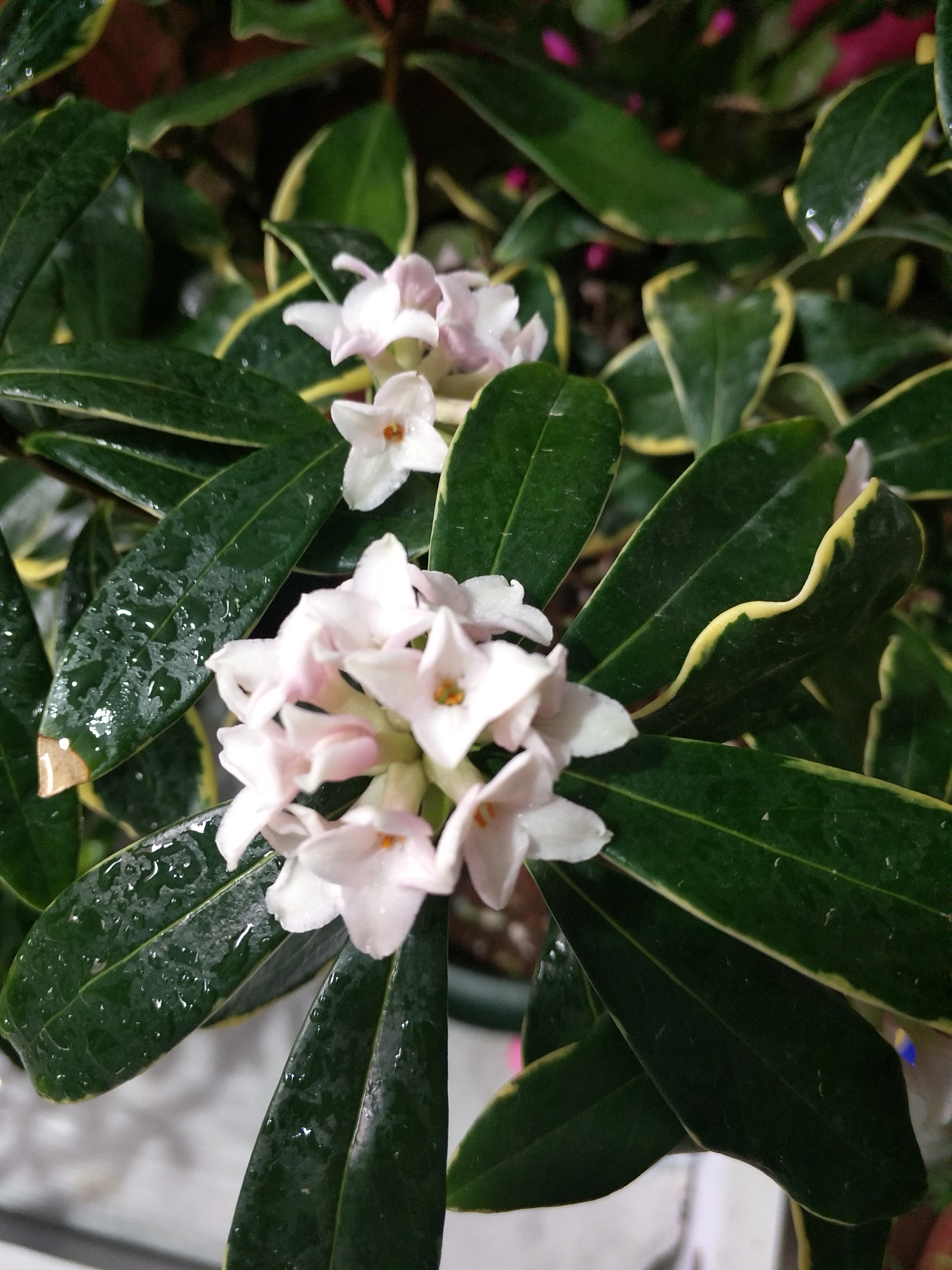 金边瑞香开败了怎么养护,金边瑞香怎样养护和注意事项